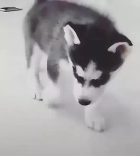 小二哈犯错后不害怕，竟还雄赳赳走地板上，傲娇的表情太逗了