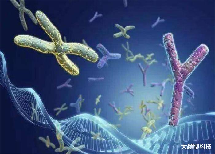染色体@Y染色体正在退化，未来男性将要消失？人类未来如何繁衍？