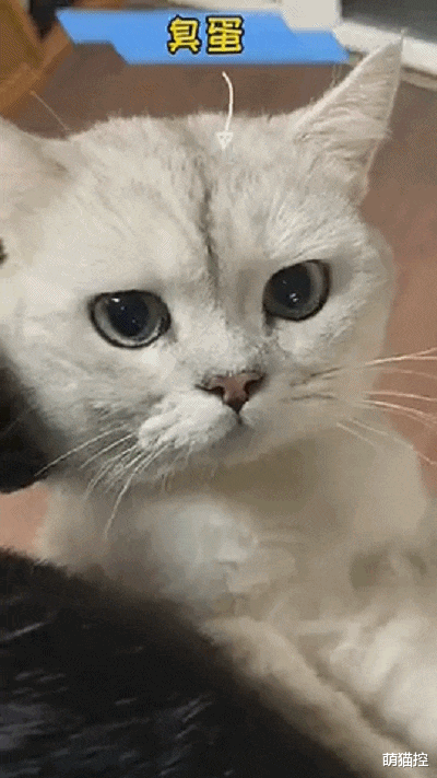 别看猫主子平时优雅端庄，嫉妒起来简直面目全非