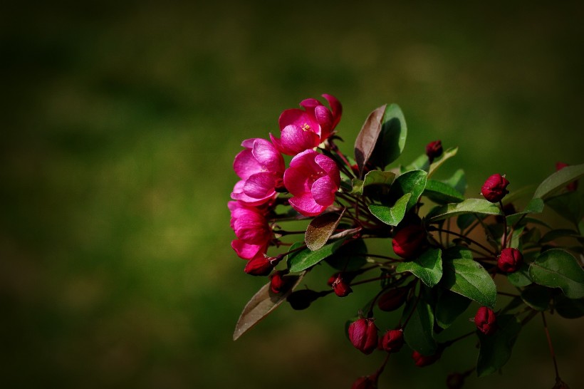 「生肖」7月，桃花运势极佳，月老登门送姻缘，喜遇真爱喜脱单的四大生肖