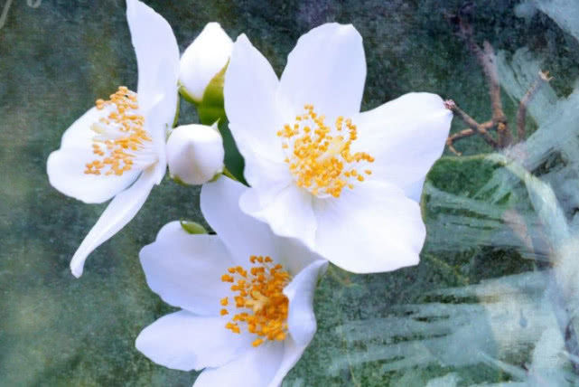 『女人泪』6月中旬喜鹊点名，贵人暗助，成功几率大，幸福花开的三个生肖