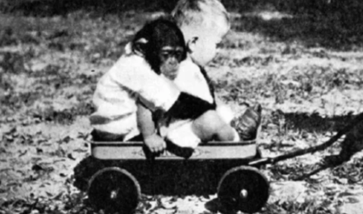 『科学家』那个与人类婴儿一起长大的黑猩猩，认为自己是人类，如今变成这样