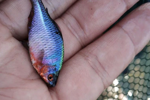 |多地泛滥成灾，一网能捞几十斤，农民拿来喂鸭子，网友：太浪费