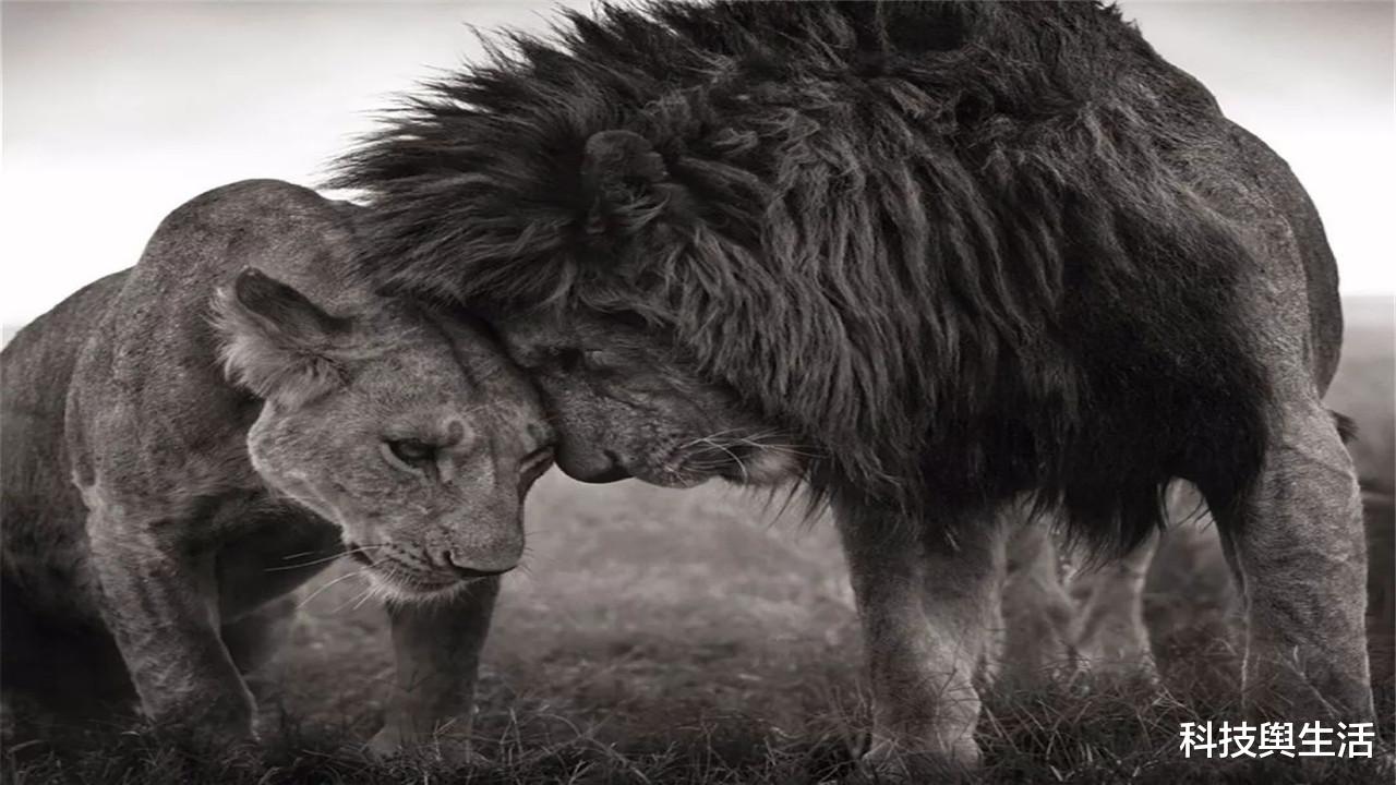 恐龙|人类放大10倍后,能与恐龙一较高下吗?体型大未必占优势!