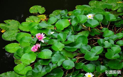 白羊座|分手后，对前任不恨不念，心态总是豁然开朗的三个星座