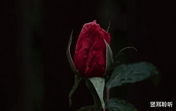 金牛座|对结婚生子最担心，最没有勇气的几个星座，碰到了可要懂她