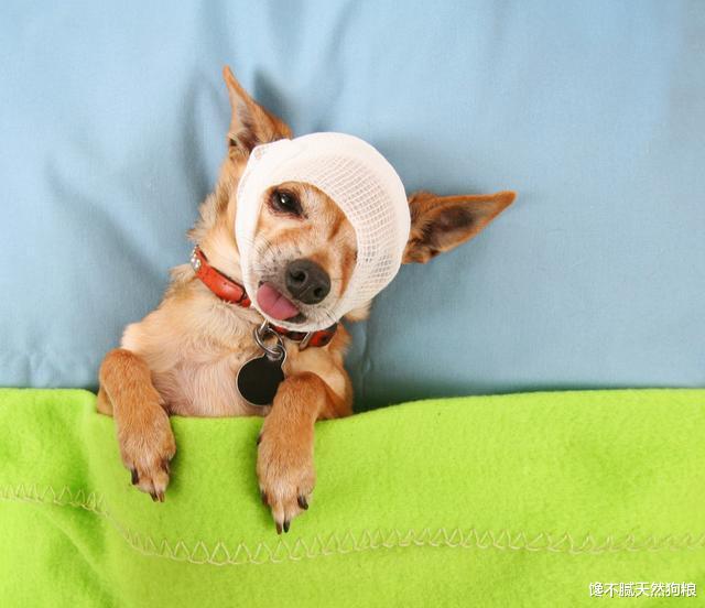 养小型犬避不开的几个坑，你家狗狗中了几个？