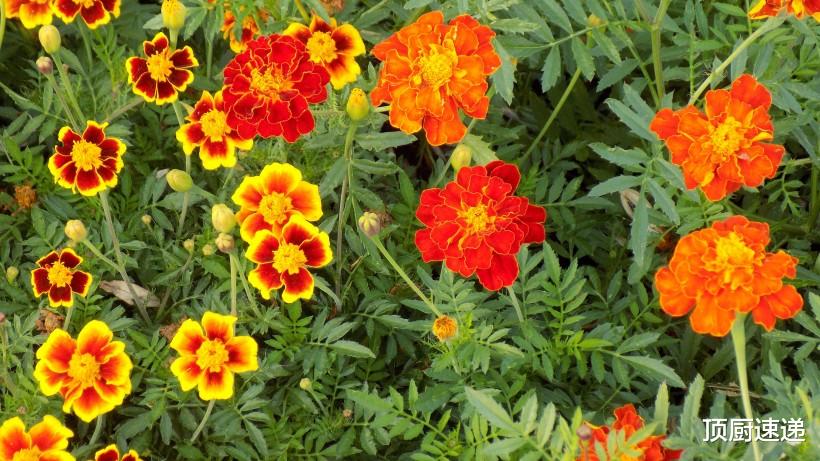 生肖|11月开始财富高涨，好运难挡，业绩突飞猛进的四大生肖