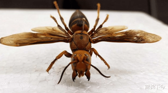 『』噩耗！美国又现致命毒物，专家警告：一旦遇到立刻逃命