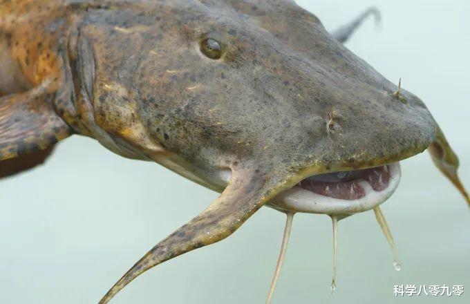 「澜沧江」澜沧江里的霸主，满嘴尖牙、体长可达2米，一口吞掉人类无压力！