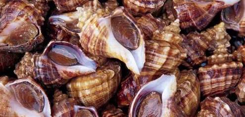 鱿鱼|开海了！这84种海鲜，你都认识吗？