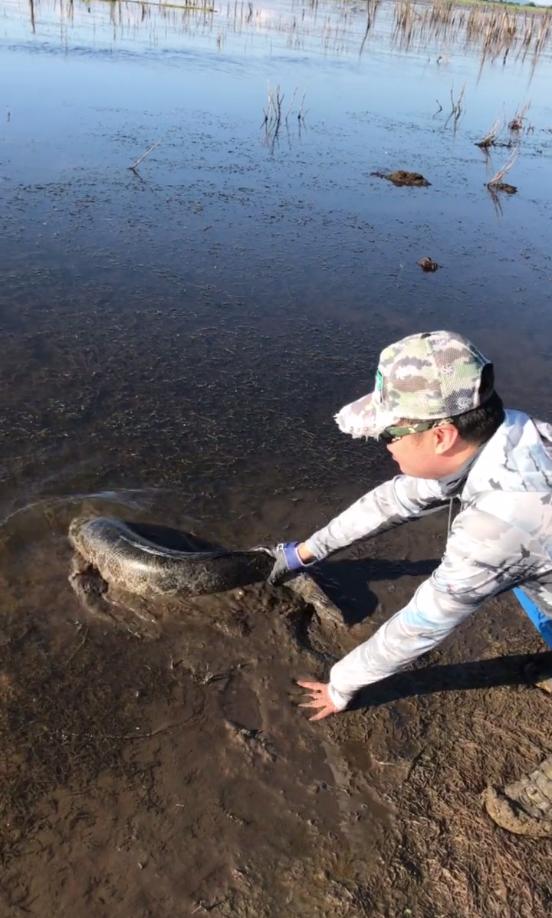 |山东钓鱼人,湿地公园钓获“黑鱼精”,一百三十公分30斤
