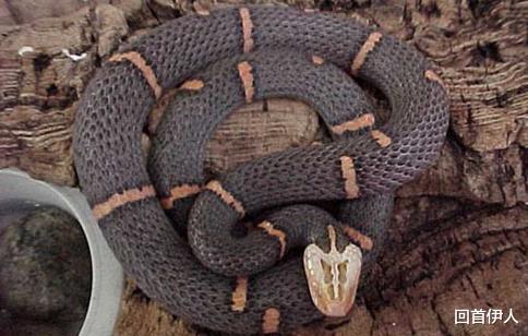 白头蝰|中国毒蛇之一，白头蝰为什么被叫做绝食蛇，毒蛇界的“大熊猫”蛇