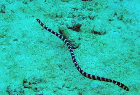 「眼镜王蛇」世界毒王排行榜，眼镜王蛇倒数第二，被第一名刺到，30秒便死亡