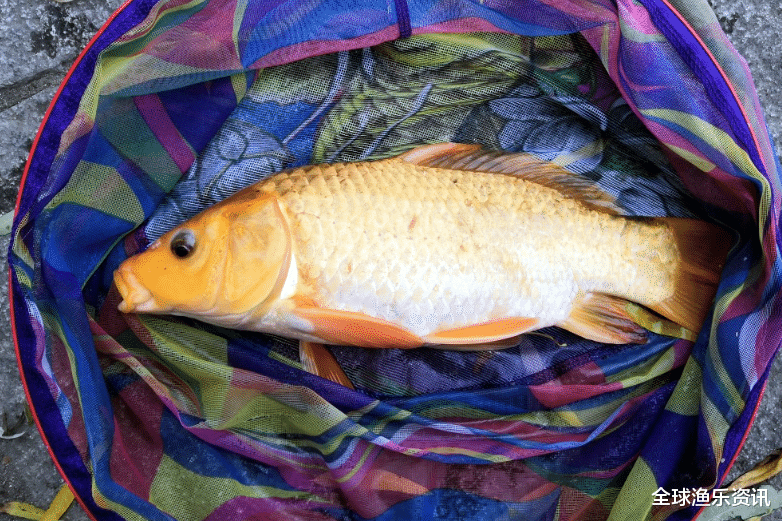 「」钓鱼遇到停口了该怎么办？教你几个应对妙招，顿口马上就来了