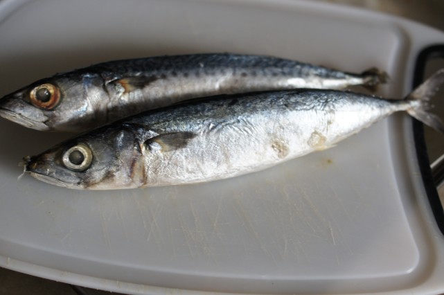 澳洲|诡异!澳洲男子海边钓鱼,结果鱼突然跃起插其胸口,男子当场惨死