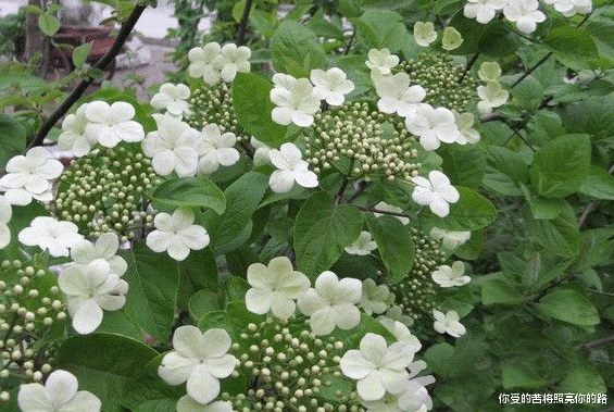 生肖▲未来3个月六六大顺，4属相喜从天降，横财大发特发，人财两旺