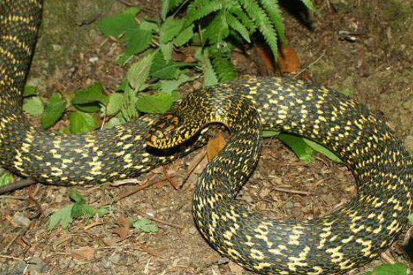 []老祖宗说：“进家之蛇不可打”，为何家里的蛇不能打，有何道理？