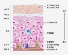 护肤品|你还在无用护肤吗？