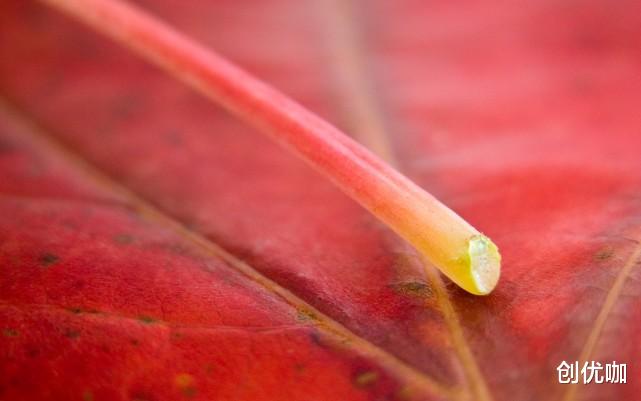 事业运|10月苦尽甘来，事业运大涨，职场顺风顺水，生活有滋有味的星座