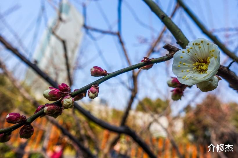 生肖@七月中旬,桃花不请自来的四大生肖,姻缘情动,遇相见恨晚的真爱