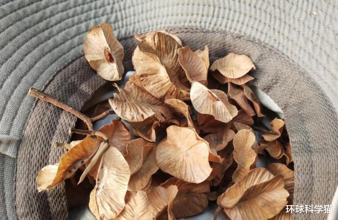 云南▲?最高近30米，云南现濒危植物，地球灭绝，消失动物为何也再现？