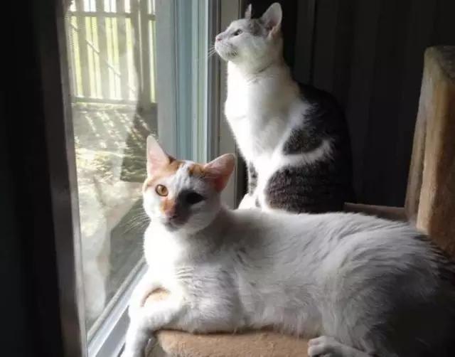 小猫长着斗鸡眼，长期被欺，被人收养才改变了命运