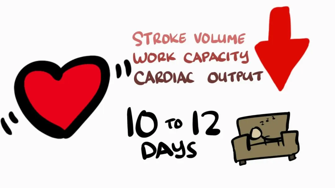 「健身」停止锻炼后，以前的效果会发生什么变化？