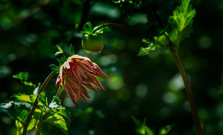 生肖|这4大生肖惹不起！8月19号一过，便喜事不断，爱情事业双得意！