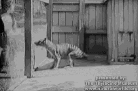 化石：灭绝得最冤的物种，它们被误认为是杀羊贼，惨遭欧洲人的团灭