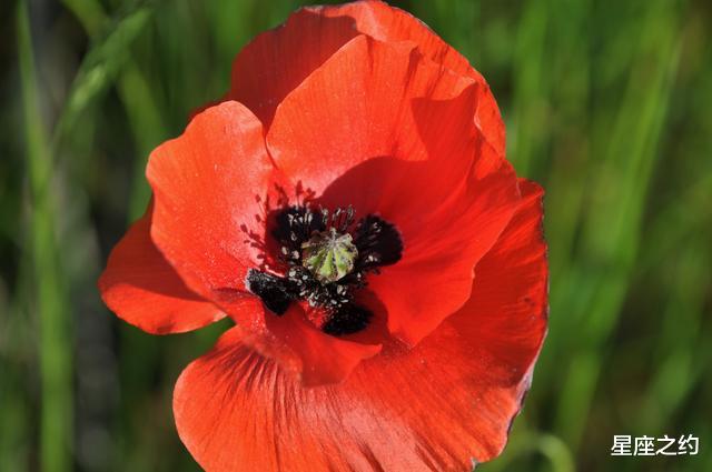 旧爱|在8月上旬，桃花绽放，情有独钟，珠联璧合的三大星座