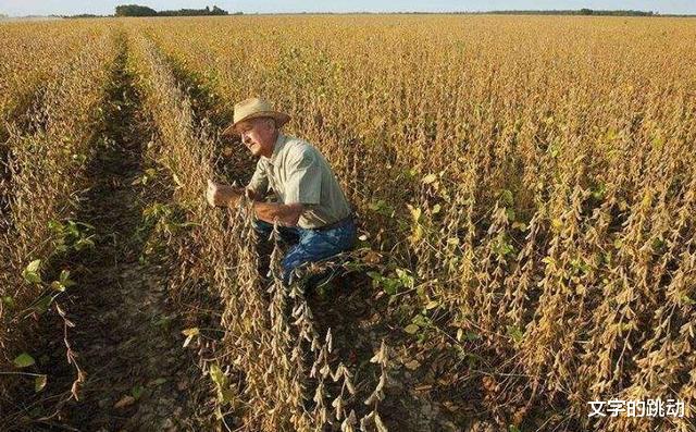 美国大豆|中国离不开美国大豆？为何再次和美国签订粮食订单，现实很骨感