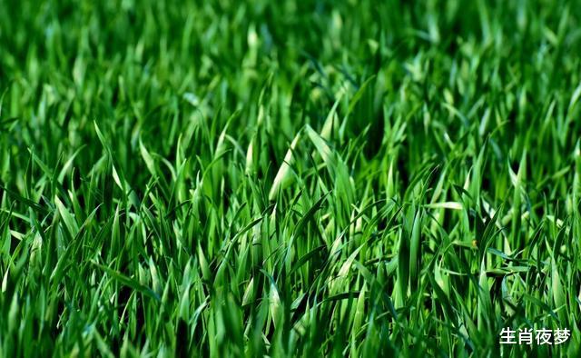 「狮子座」6月出门撞好运，3属相横财加身，好消息不断，时运亨通幸福降临