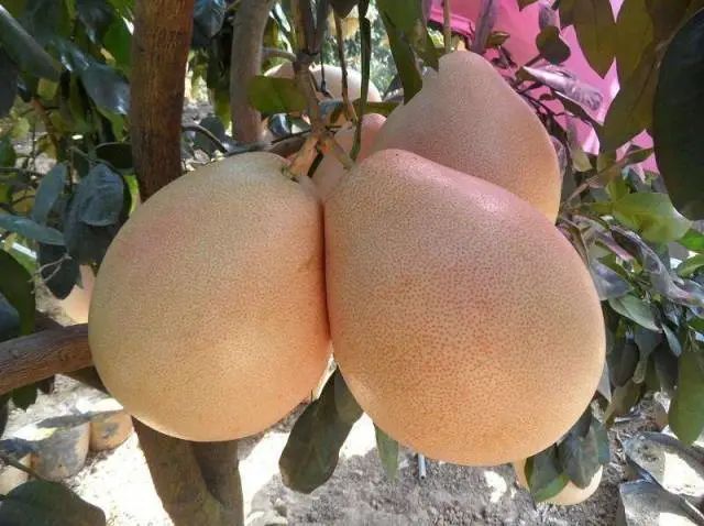 广东发布|《广东水果地图》