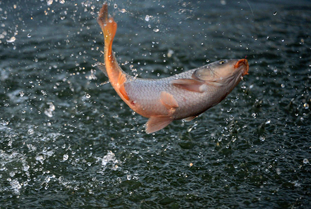 水库|黑坑玩不起,野钓没鱼钓?小鱼别放过,以小兼大才对路