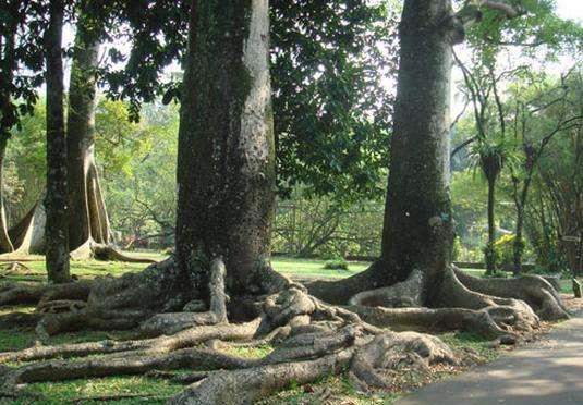 【食人树】揭秘恐怖食人树,妇女被困10天后只剩白骨