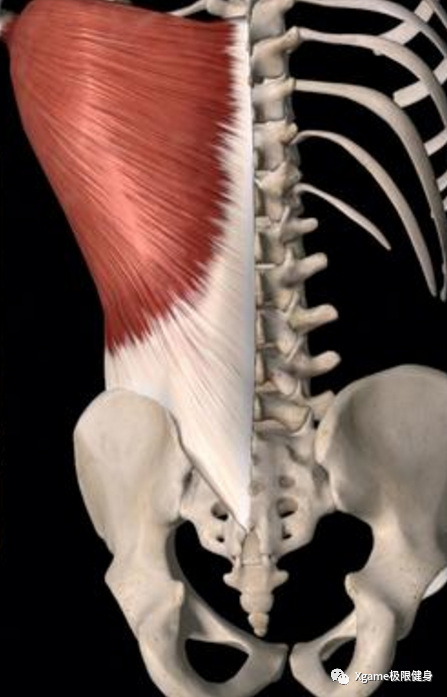 |一张图告诉你，地表最强背部圣诞树有多酷！！