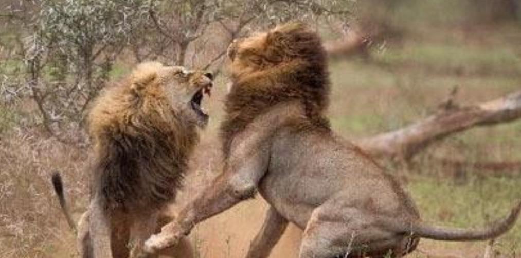 『响尾蛇』你见过交配时间最长的动物吗?这种动物用一生在“交配”!