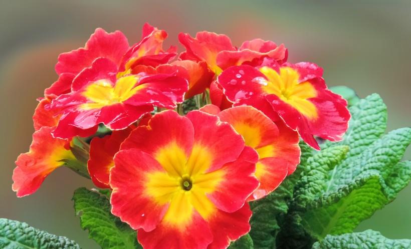 |11月中旬，这四星座心系旧爱，难以忘记，冰释前嫌，重获爱情！