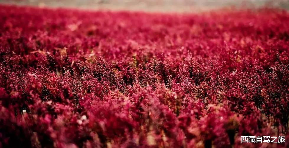 旅行|国内必去的100个地方，去过60个，称得上真正的旅行达人