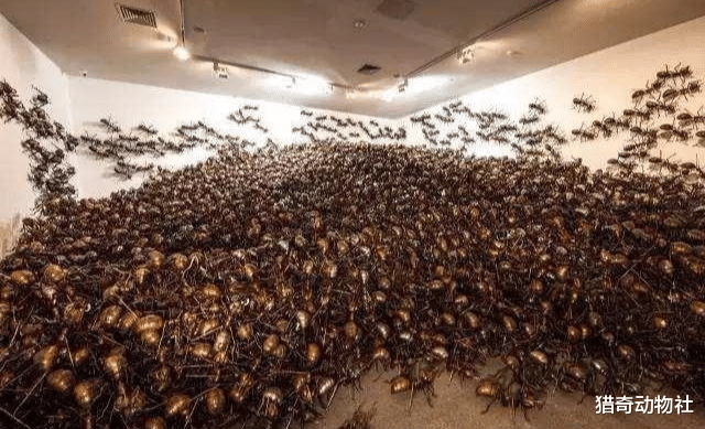 『大象』如果将蚂蚁放大10000倍，它们能否统治地球？为什么？