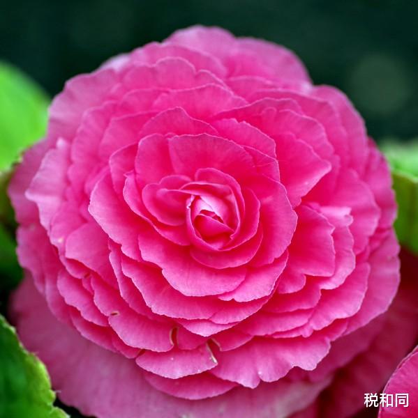 [生肖]6月19号精力充沛，4生肖走出低谷，经济收益转晴，好日子喜上眉梢