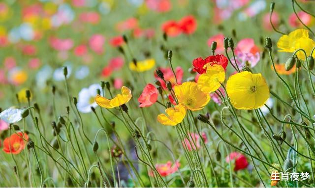 金牛座▲5月,喜从天降,桃花运紧随,3生肖喜获旧情人回归,爱情重新启航