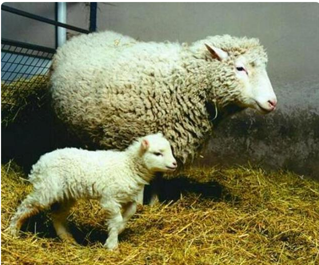 外星人|24年前出现克隆羊，为何到现在还没克隆人呢？看羊的下场就不敢了