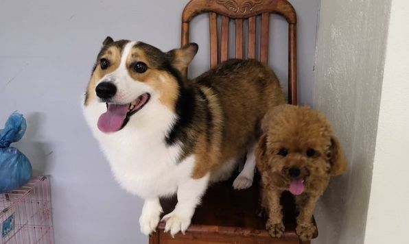 柯基吵架没吵赢，气得拿屁股猛怼小伙伴……太过分啦