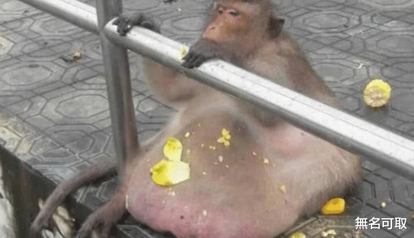 |还记得动物园的猴子吗？被游客疯狂投喂“胖成猪”，减肥后怎样了