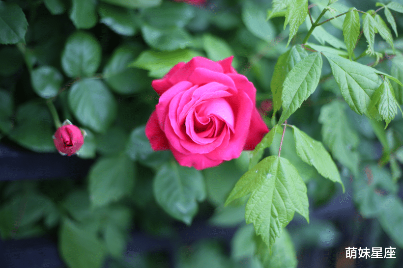 生肖|11月起喜鹊牵绳,月老赐良缘,桃花暗助真爱到,琴瑟和鸣的4生肖