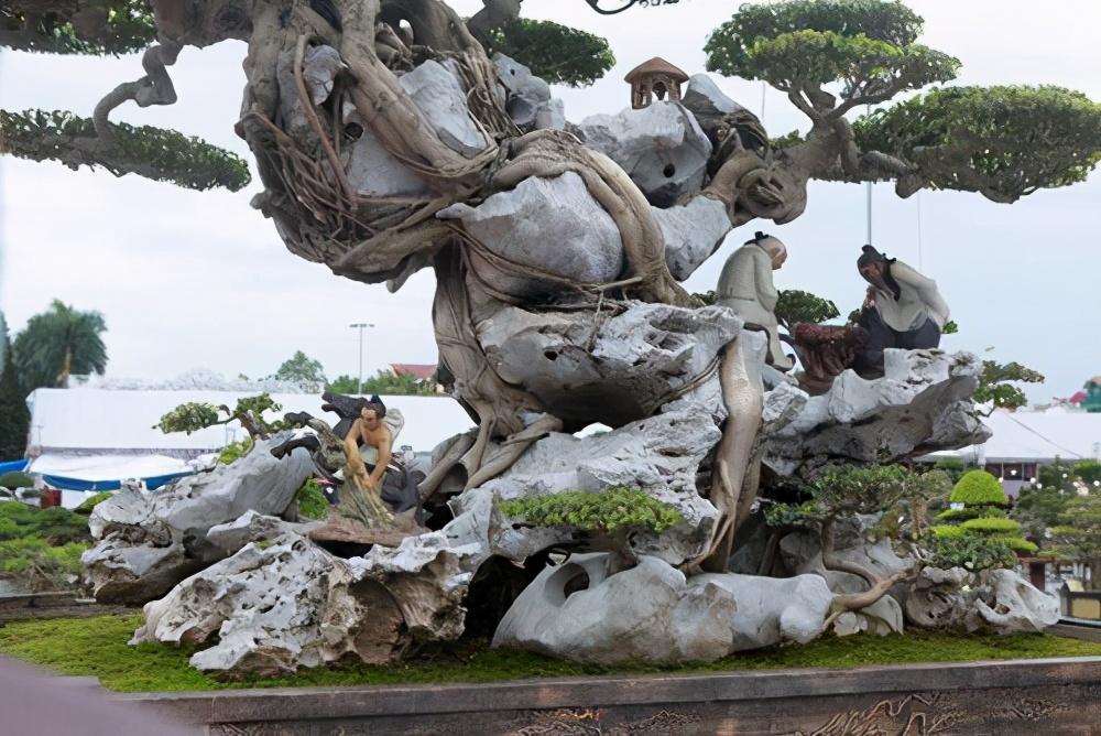 睹图|男子将古树与石头结合制作成盆景,如今有人出价87万都不卖