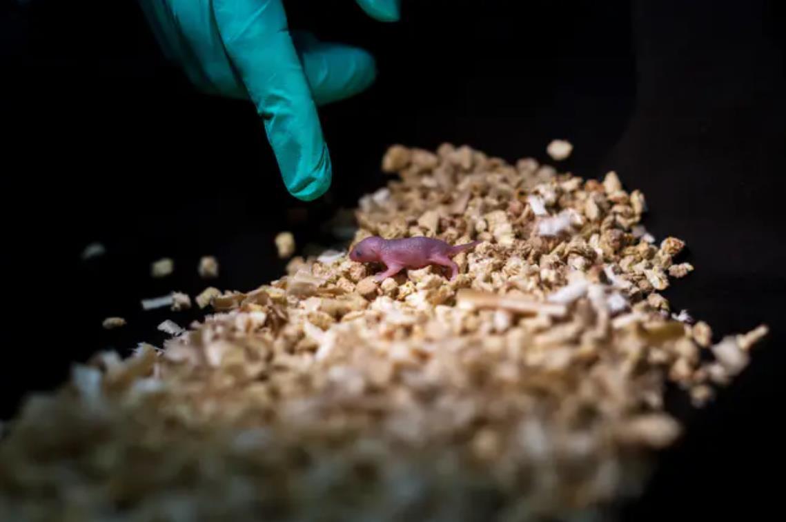 基因|同性老鼠已经生出了幼崽，人类离同性生殖还远吗？你能接受吗？