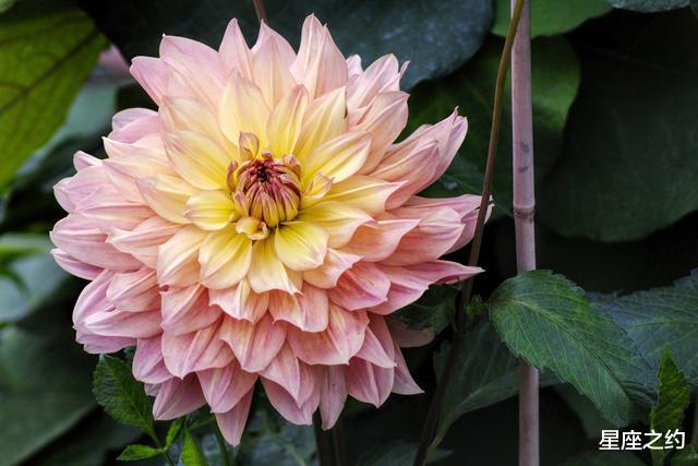 运势|在8月份，摆正心态，不遗余力，突破自我的三大星座